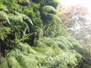 Ferns. Kyoto, Japan