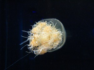 jellyfish Nomura's Jellyfish